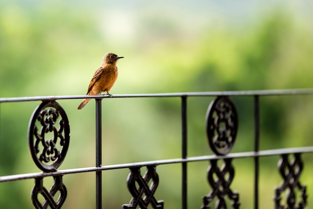 Pousada Fazenda Peroba Rosa Pedregulho Exteriör bild